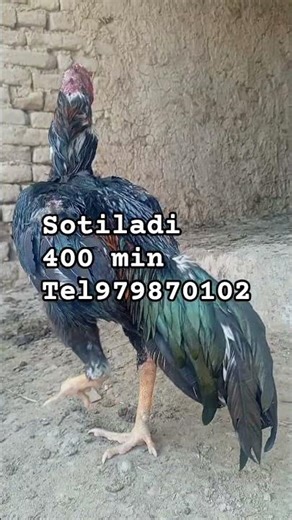 15-aprel, 2026