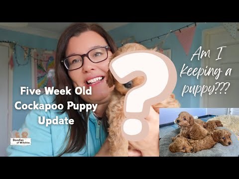 5 Week Old Cockapoo Puppies Update | Who’s Chosen, Who’s Available & Am I Keeping a Puppy?