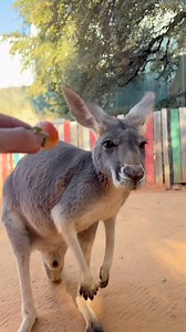 strawbaroo 🦘 | animals eating fruit