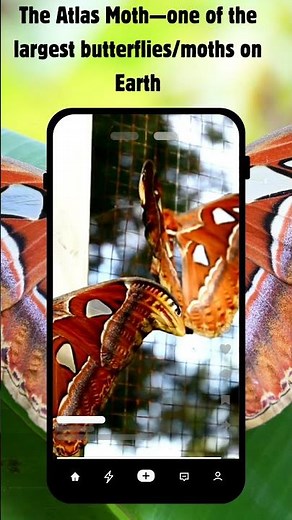 From Tiny Larva to Giant Wings: The Incredible Atlas Moth Transformation