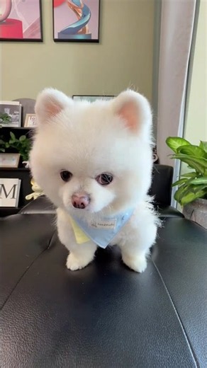My baby also has cute pets that other children have. Daily records of cute pets. Cute pets and g