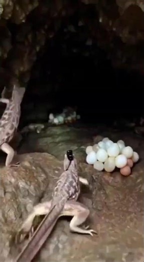 POV: A Lizard Explores A hidden Underground Lizard Cave
