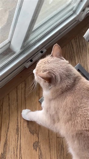 He hasn't been nose to nose all winter, excuse his manners#cats #neighbors