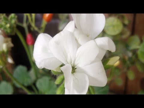 Garden Tour I Most Beautiful Flowers Collection I Succulents Collection
