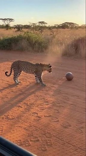 Amazing footage of an armadillo rolling up to stay safe from a curious leopard