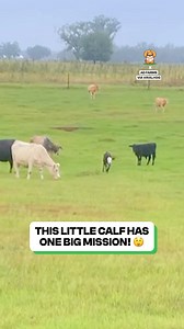 Tiny hooves, full sprint, that milk must be magic 🐄💛 | Fluffy Animals