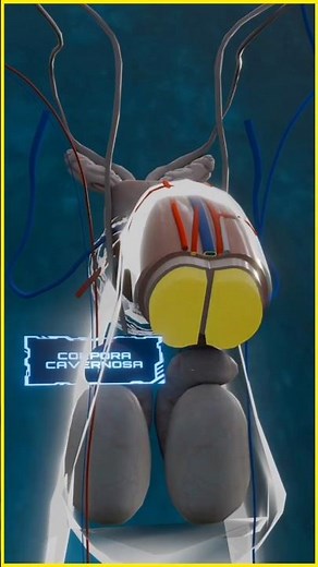 SCIENCE OF ERECTION🍌🍆🤔