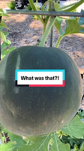 Watermelon trellis progress — unexpected surprise caught on camera