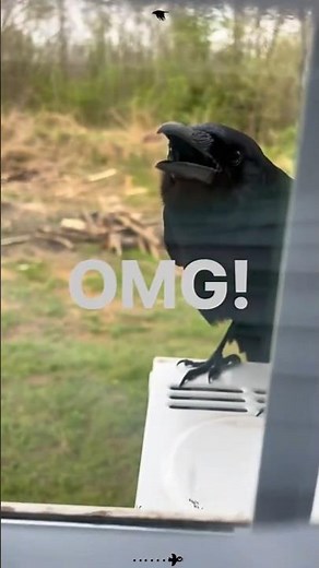 Crows talking like human 🖤 talking crow compilation part 2 #funny #birds #raven #crow #shorts