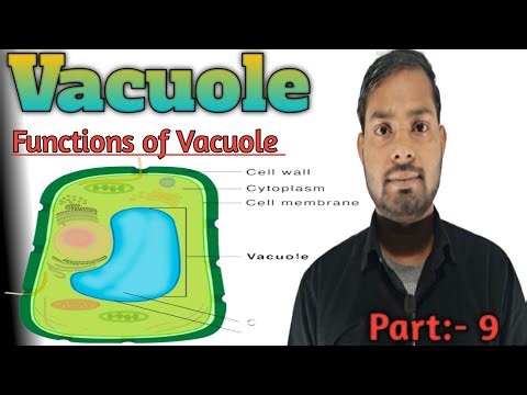 What is Vacuole and Functions of Vacuole and types of Vacuole