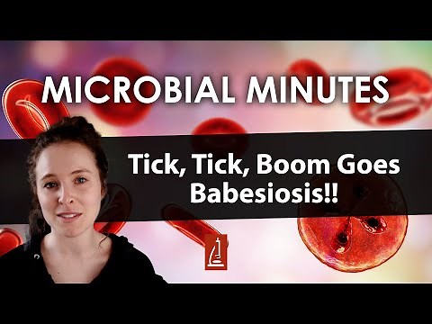 Babesiosis: What is it and Why is it Spreading?