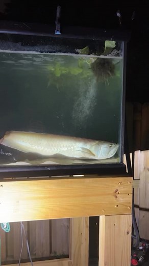 Now THAT is a big arowana! #fishingaddict #aquariumhobby #fishtank | Rob’s Aquatics