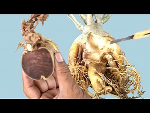 How to Manage Root Rot of Adenium in Monsoon