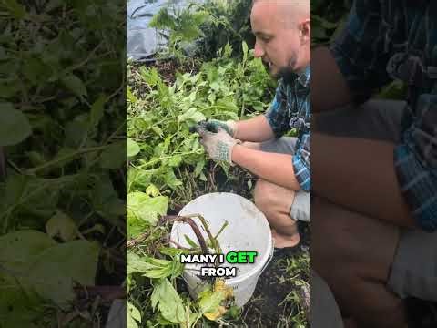 🌿 Harvest Time: Broad Beans and the Beauty of Growing Your Own Food!