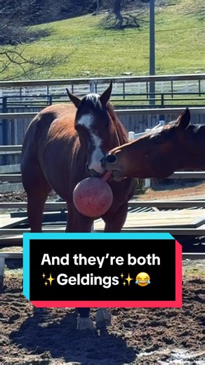 Understanding Geldings: A Fun Insight