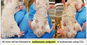 'Woke pseudoscience': NIH awards new funding to transgender mice experiments after DOGE cutoff