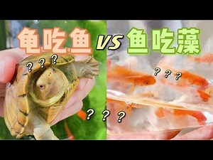 一致好评的除藻鱼到底怎么样？跟凶猛的蛋龟能和谐相处吗