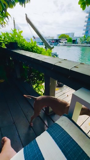 Kelvis Ochoa on Reels