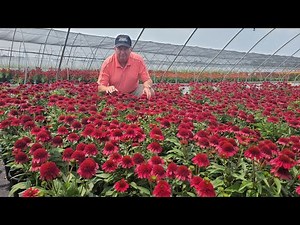 Echinacea Sunny Days Ruby (Coneflower) / Magnificent Bushy Free Flowering, Easy to Grow Perennial