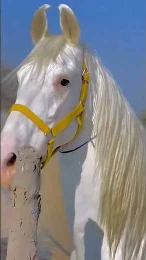 ✨ Akhal-Teke: The World’s Most Beautiful Horse! #ziranscience