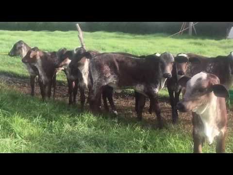 VENTA PERMANENTE DE GANADO F1 GIROLANDO (GYR LECHERO X HOLSTEIN)