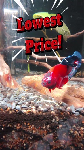 Lowest Price Hellboy Betta in Kolathur Fish Market 😱🔥 #shorts #bettafish