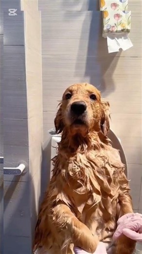 Funniest Dogs and Cats 2026 — I Couldn't Stop Laughing 🐶🐱