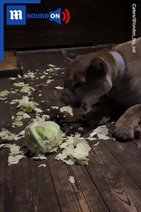 You never know if you’ll like something unless you try it! 🥬🤣 Via Caters News | Daily Mail Video