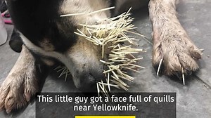 4.5K views · 24 reactions | Porcupines can give your pup a nasty surprise. Here's what to do if they get quilled: https://www.cbc.ca/1.5317973 | CBC North | Facebook