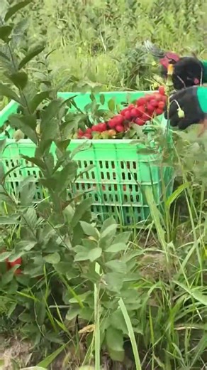 The Art of the Manual Fruit Harvest! ✨