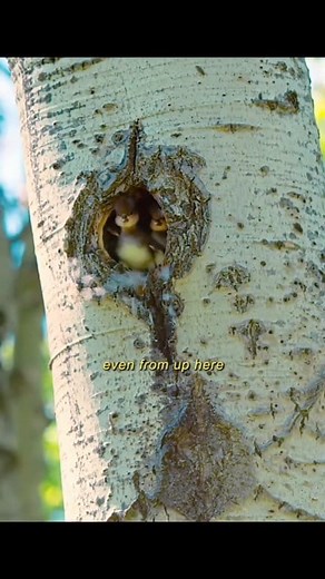 6.4M views · 108K reactions | How Mother Duckling Hatched her egg... #animals #ducklings #wildlife #wildlifephotography #wildanimals #wildlifeconservation #wilderness | All About Animals | Facebook