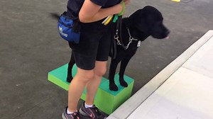 1.2K views · 109 reactions | Wallis is doing some great work in...