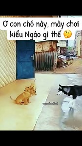 1.7M views · 10K reactions | Ơ con chó này, mày chơi kiểu Ngáo gì thế 樂 #ngaocho #funny #dog #cat | Ngáo Chó | Facebook