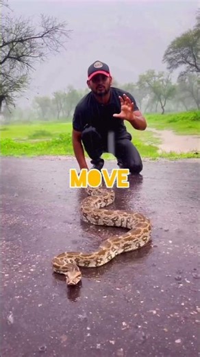 Would you dare to grab this python 😳 #animalsfacts #wildlife#shorts