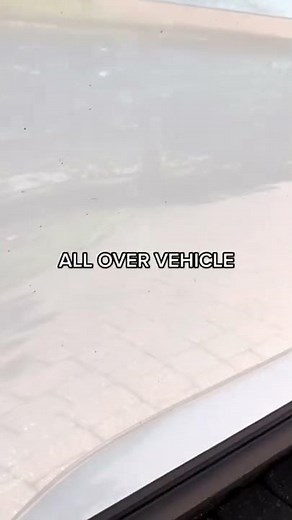 Artillery Fungus on Car Removal