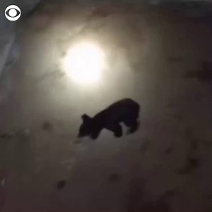 WATCH: This "beary" impressive cub bravely climbed a ladder to escape a basement in Wisconsin. https://cbsn.ws/2KhW7Cr | CBS News