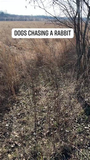 2.4K views · 62 reactions | Dogs chasing a rabbit #viralreelschallenge #berettaofficial #houndsman #browninga5 #hounddog #beagledog #viralposts #browning | Track Em Down Kennels | Facebook