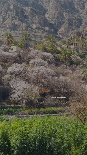 Boundless Chapters✨ | Wakan Blossom Magic ✨🌸 #ApricotBlossom 🌸 Every year from mid-February to March, Wakan transforms into a breathtaking canvas of white and... | Instagram