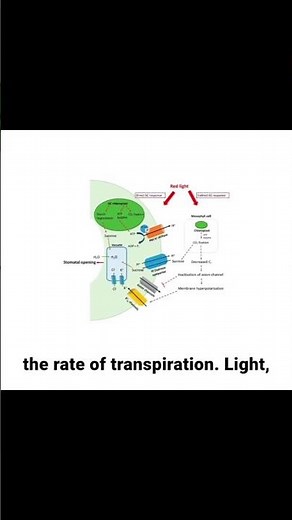 Plant Transport Systems | Water Potential, Transpiration, Xylem & Phloem | Biology Class 11 NCERT
