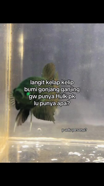 Cara Pelihara Ikan Cupang yang Tepat dan Menyenangkan