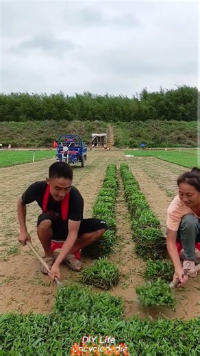 Green Seedling Transplantation Process