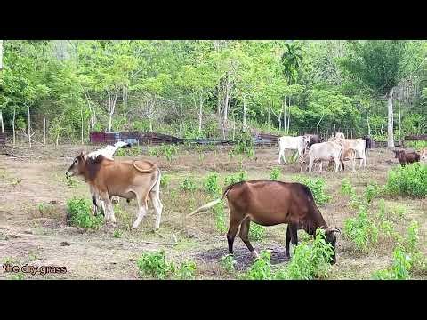 video of herding tame cows every afternoon - amazing cows.14