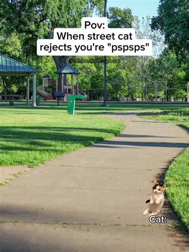 Funny Cat Memes: When Street Cats Reject You