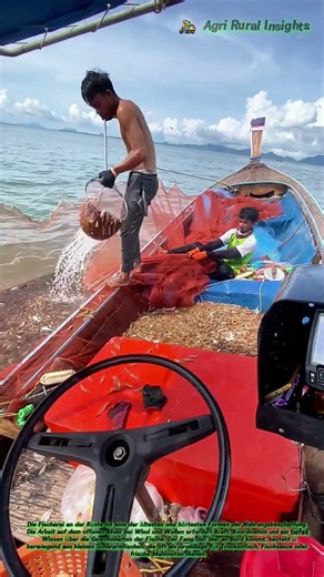🐟 Ein Netz voller Silber: Wie die Fischer auf dem offenen Meer die Ernte einholen