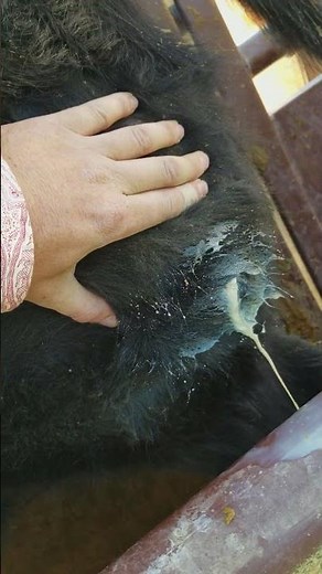 Draining an abscess on a cow.
