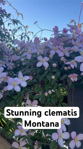 This Clematis Montana Will Steal Your Garden 🌸