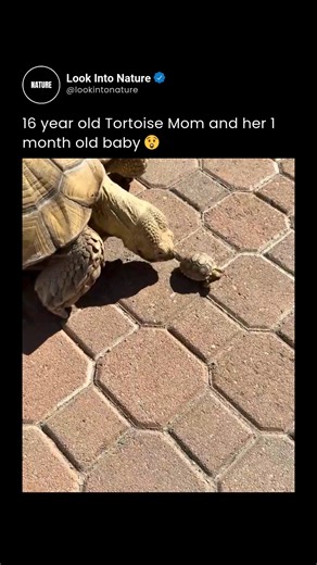 Nature on Instagram: "Meet a living giant and her tiny legacy! This heartwarming video captures a 16-year-old Sulcata tortoise (African spurred) gently interacting with her 1-month-old hatchling. The size difference is staggering—while the baby starts at just 2 inches long, adults can grow to over 30 inches and weigh more than 100 pounds, making them the third-largest tortoise species in the world.​ Sulcata tortoises are incredibly long-lived, with lifespans ranging from 70 to over 150 years, me