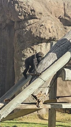Gorillas at abq zoo