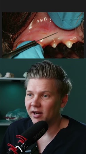 Persistent Deciduous Canine Extraction 1 #vetdentistry #caninetooth #toothextraction