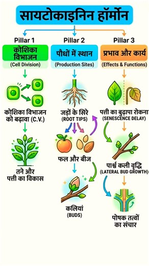 Cytokinin Hormone Kya Hai? | Plant Growth Ka Secret 😲🌱 #CropCare #Fasal #Kheti #OrganicFarming